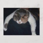 キュートな三毛猫の寝猫肩 ポストカード (正面)