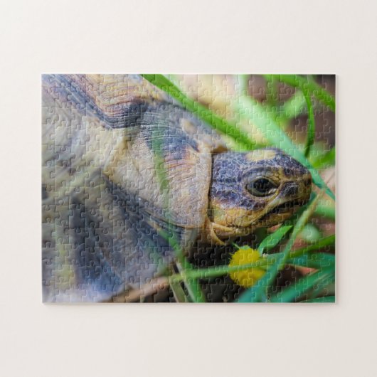 キュートな天使ガメ南アフリカ詳細 ジグソーパズル (横)