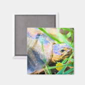 キュートな天使ガメ南アフリカ詳細 マグネット (正面/裏面)