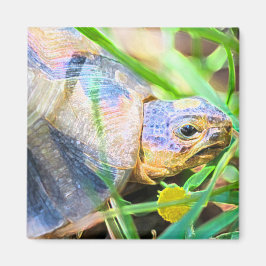 キュートな天使ガメ南アフリカ詳細 マグネット