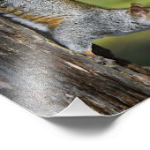 キュートな東灰色リスの木 フォトプリント (角)