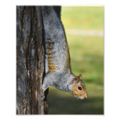 キュートな東灰色リスの木 フォトプリント (正面)