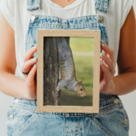 キュートな東灰色リスの木 フォトプリント           