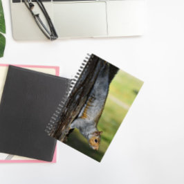 キュートな東灰色リスの自然写真 ノートブック