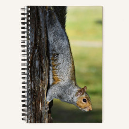 キュートな東灰色リスの自然写真 ノートブック
