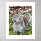 キュートな灰色リス自然 ポスター (正面)