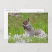 キュートな灰色リス – どうしたの？ ポストカード (正面/裏面)