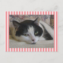 キュートな白猫ストライプピンク