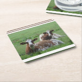 キュートな白褐色の牛のコースター2頭 スクエアペーパーコースター (アングル)