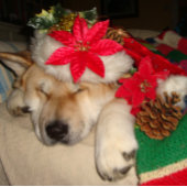 キュートな秋田犬がクリスマスハットコーンを眠る セラミックボールオーナメント