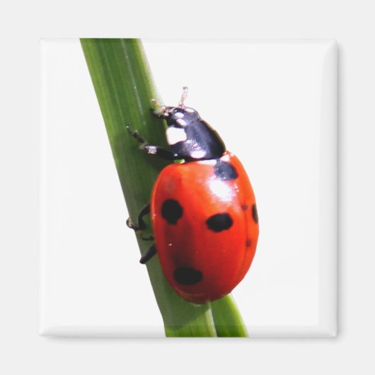 キュートな赤まだら虫 マグネット (正面)