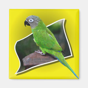 キュートな黒ずんだ頭のコヌアオウム鳥磁石 マグネット