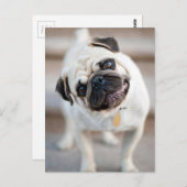 キュートインクイシストプグデザイン ポストカード (正面/裏面)