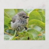 キュートウェットウィーベビーブシュティートソンバードオンローレル ポストカード (正面)