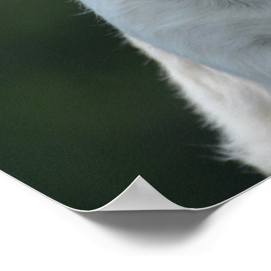 キュートウエストハイランドホワイトテリア ポスター (角)