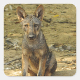 キュートウルフカブ スクエアシール