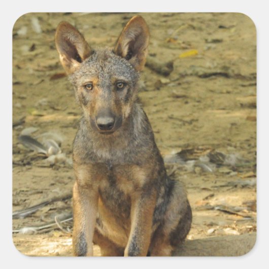 キュートウルフカブ スクエアシール (正面)