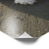 キュートカバリエールキングチャールズスパニエル犬ドッグアットビーチ フォトプリント            (角)