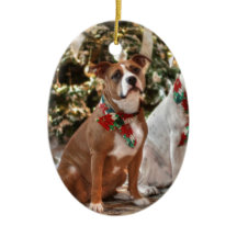 キュートクリスマスレスキューピットブルとアメリカブルドッグ