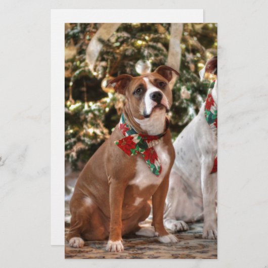 キュートクリスマスレスキューピットブルとアメリカブルドッグ 便箋 (正面/裏面)