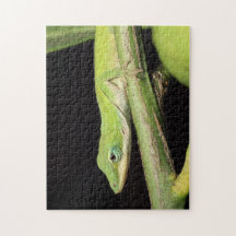 キュートグリーンガーデンアノールリザード自然野生生物