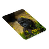 キュートゴリラベビー マグネット (右側)