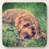 キュートゴールデンドードル飲料用コースター コースター (正面)