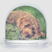 キュートゴールデンドードル (裏面)