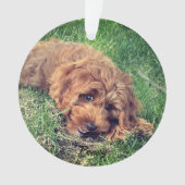 キュートゴールデンドードル オーナメント (正面)