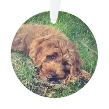 キュートゴールデンドードル