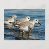 キュートサンダーリンズサンピパーズアットビーチ ポストカード (正面)