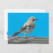 キュートジェイクローズアップDIYはがき ポストカード (正面/裏面)