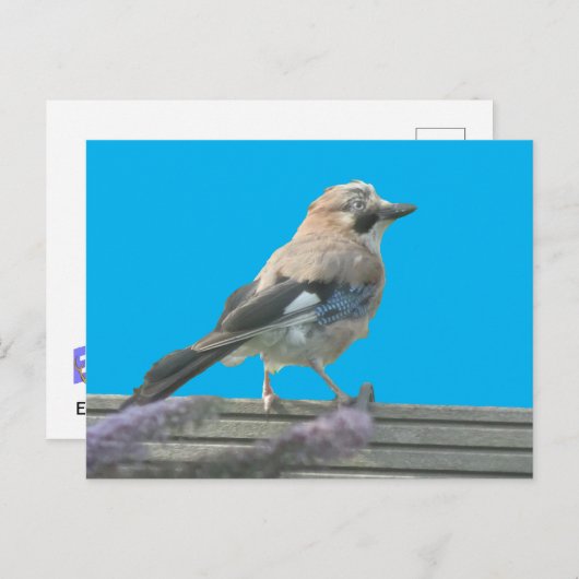 キュートジェイクローズアップDIYはがき ポストカード (正面/裏面)