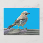 キュートジェイクローズアップDIYはがき ポストカード (正面)