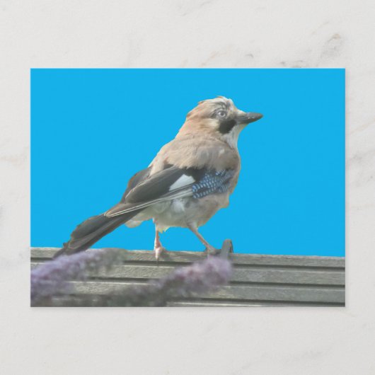 キュートジェイクローズアップDIYはがき ポストカード (正面)