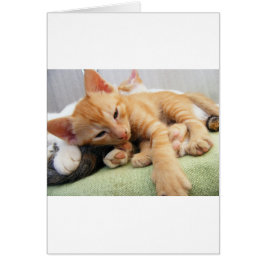 キュートタイガーストライプキッテン