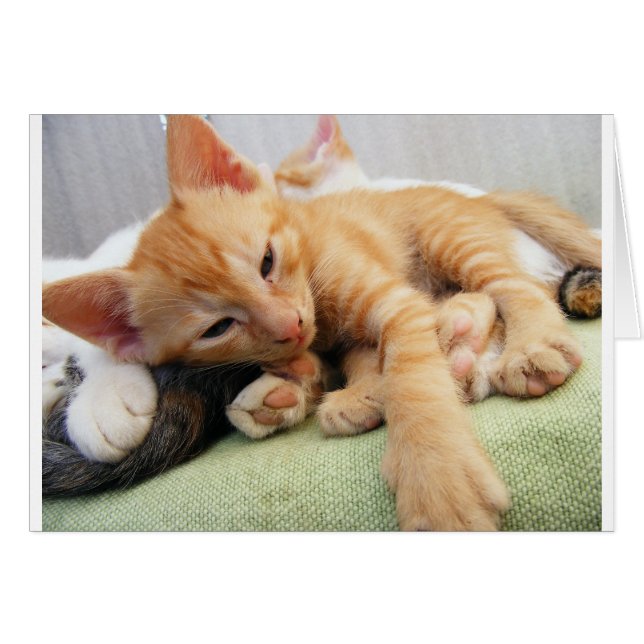 キュートタイガーストライプキッテン (正面横)