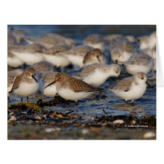 キュートダンリンズサンダリングスサンピパーズアットビーチ (正面横)