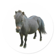 キュートダートモアポニー