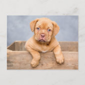 キュートドグドゥボルドーパピードッグ ポストカード (正面)