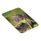 キュートハウスフィンチ食べ物ーのヒマワシード磁石 マグネット (右側)