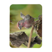 キュートハウスフィンチ食べ物ーのヒマワシード磁石 マグネット (縦)