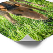 キュートフォールベビーウマ ポスター (角)