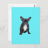 キュートフランスのブルドッグパピーブルー水玉模様 ポストカード (正面/裏面)