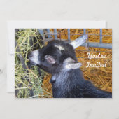 キュートブラックベビー食べヤギ誕生日 招待状 (正面)