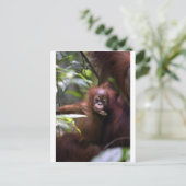 キュートベビーオランウタンスマトラ ポストカード (スタンド正面)