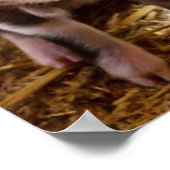 キュートベビーピグレットファーム動物納屋周囲の庭ベビー ポスター (角)