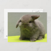 キュートベビーホランドロップ ポストカード (正面/裏面)