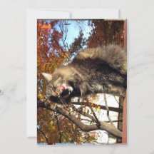 キュートメおもしろいーヌクーン子猫おいしい