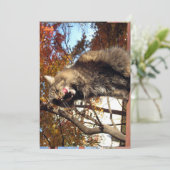 キュートメおもしろいーヌクーン子猫おいしい (スタンド正面)